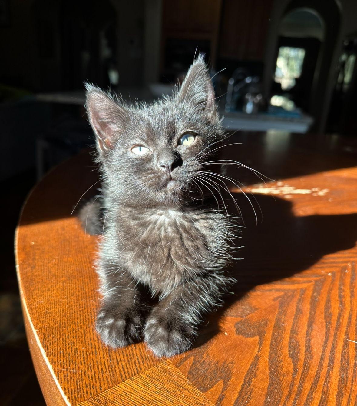 Enlarge Amaya, a Adopted Domestic Medium Hair in Rosenberg, TX image 1/3