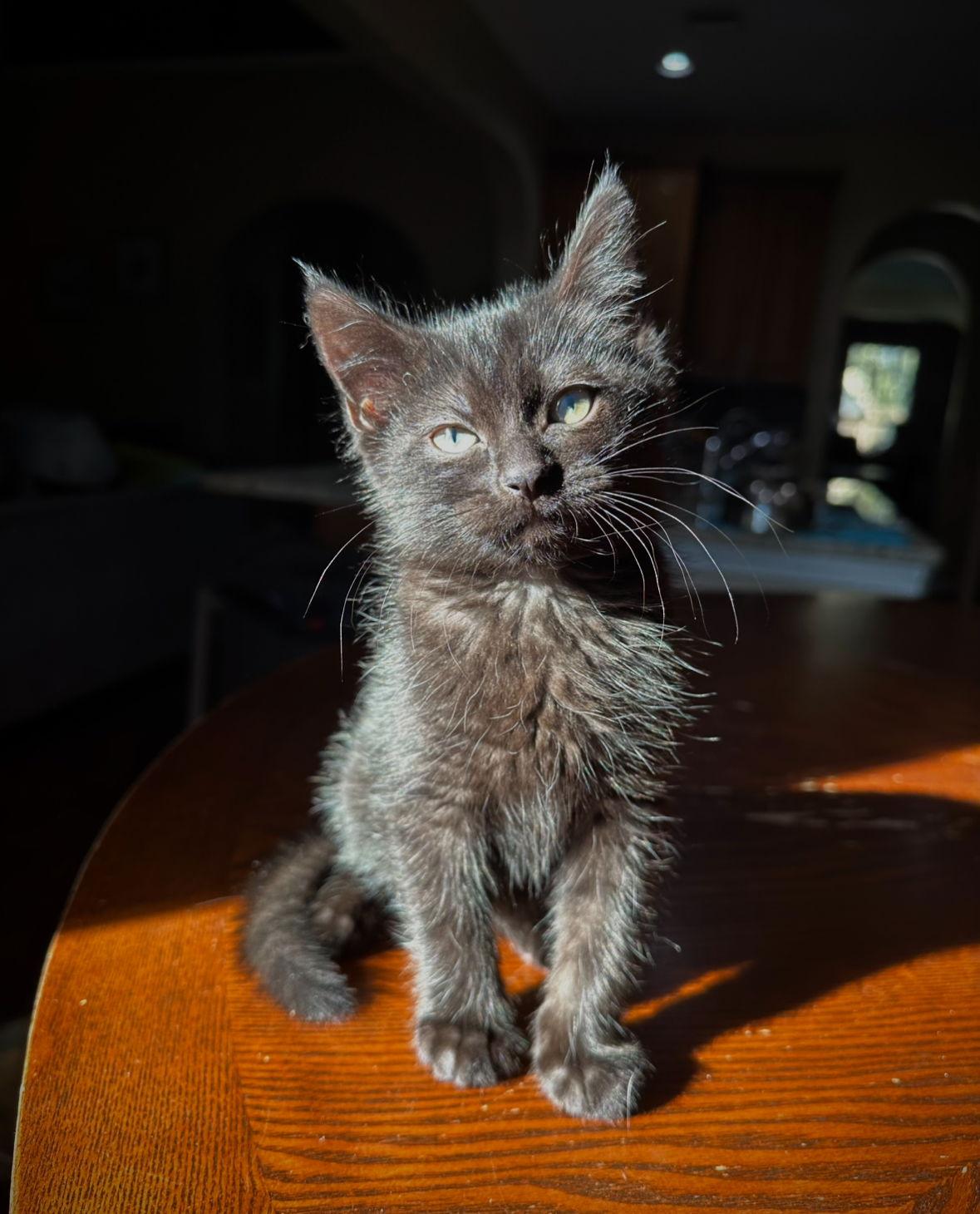 Enlarge Amaya, a Adopted Domestic Medium Hair in Rosenberg, TX image 3/3