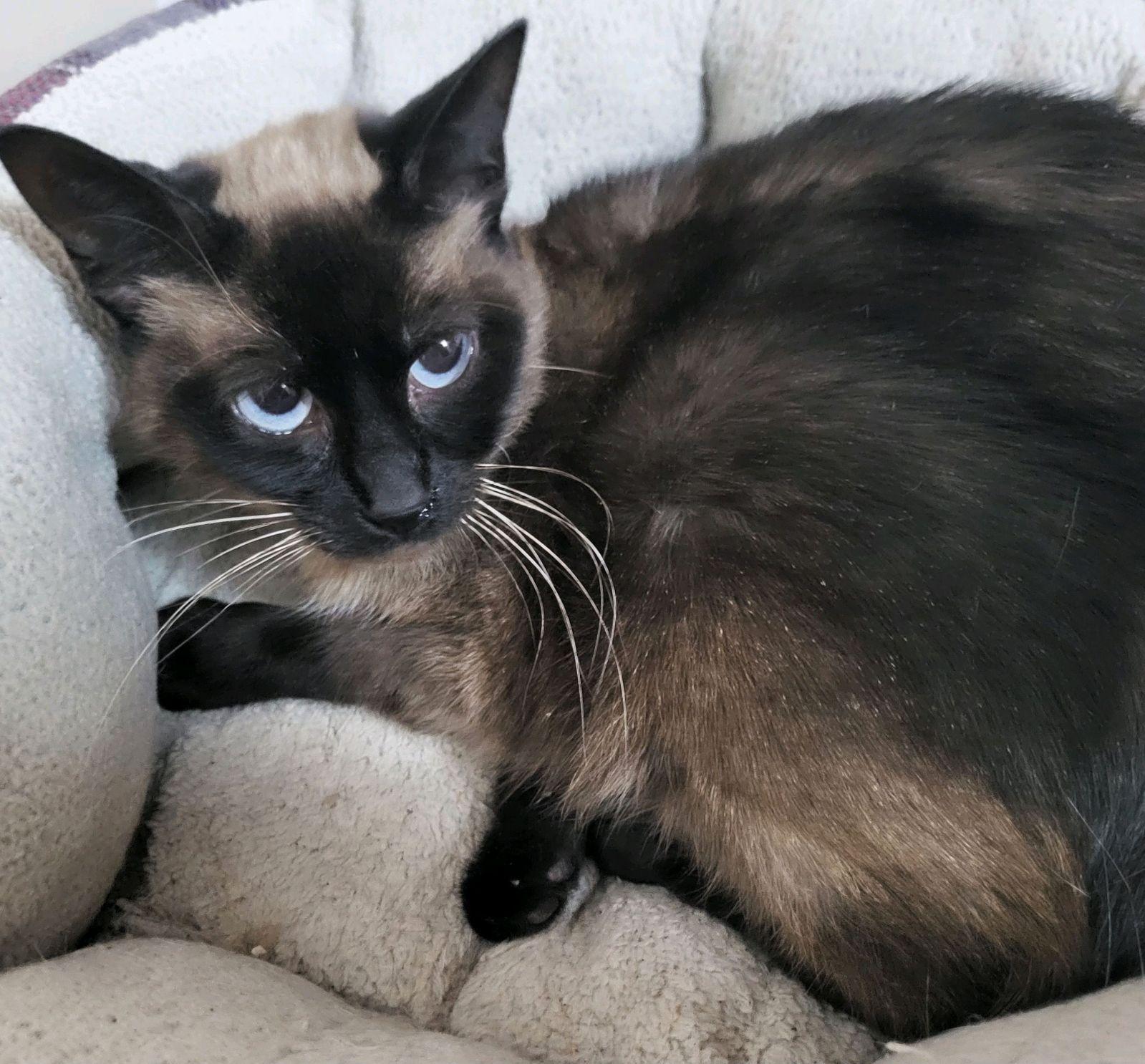 Enlarge Sky, a Adopted Siamese in AUBURNDALE, FL image 1/1