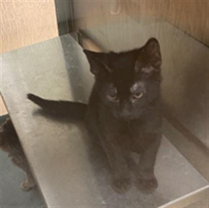 Midnight A218296, adopted, Kitten Male Domestic Short Hair.