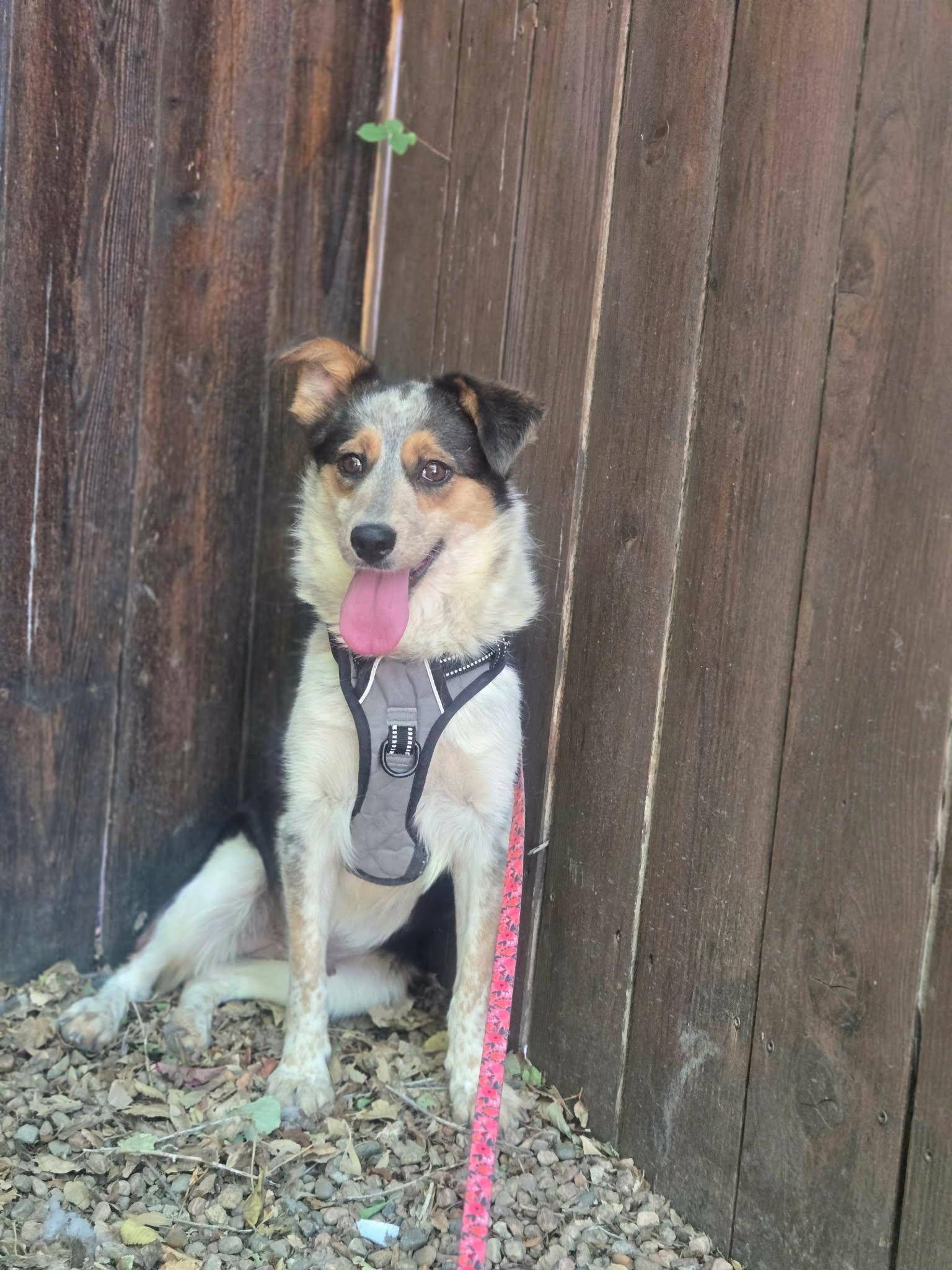 Bailey, ADOPTABLE, Adult Female Mixed Breed.