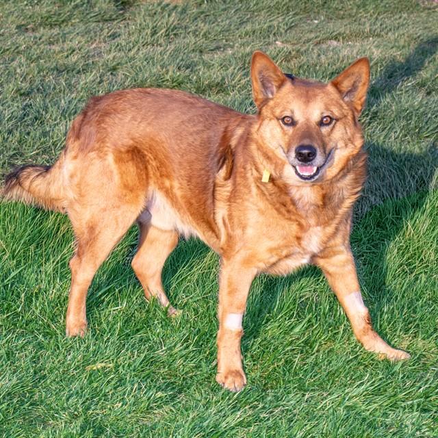 Enlarge TINY, a Adoptable mixed breed in St. Louis, MO image 1/1