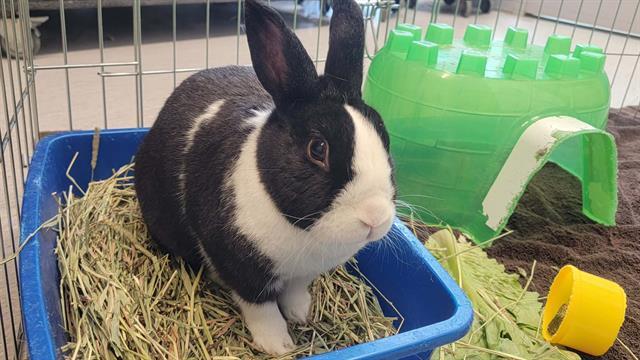 BUNZ, Adoptable, Adult Male Bunny Rabbit.