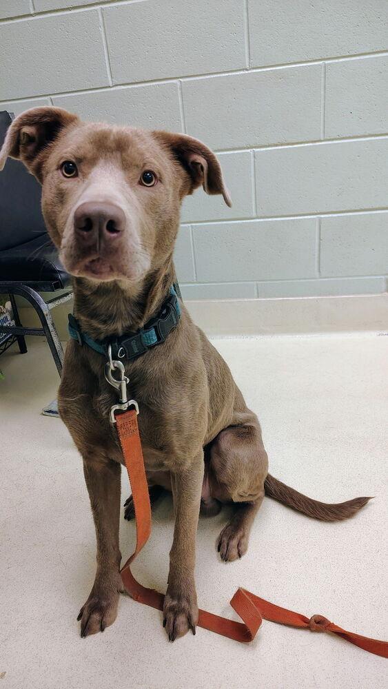 Sterling, Adoptable, Adult Male Labrador Retriever.
