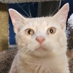 Tazzy, adopted, Kitten Male American Shorthair.