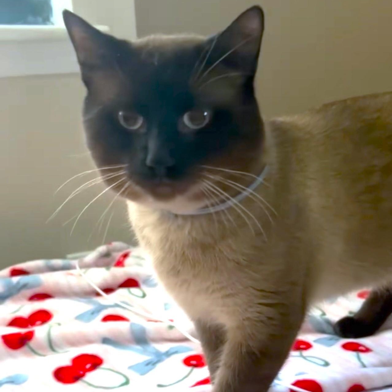 Magnificent Milo! thumbnail 2