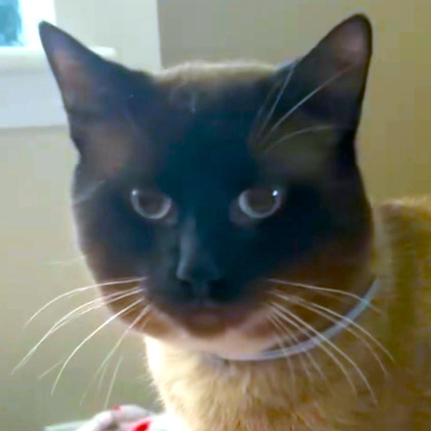 Magnificent Milo! thumbnail 3