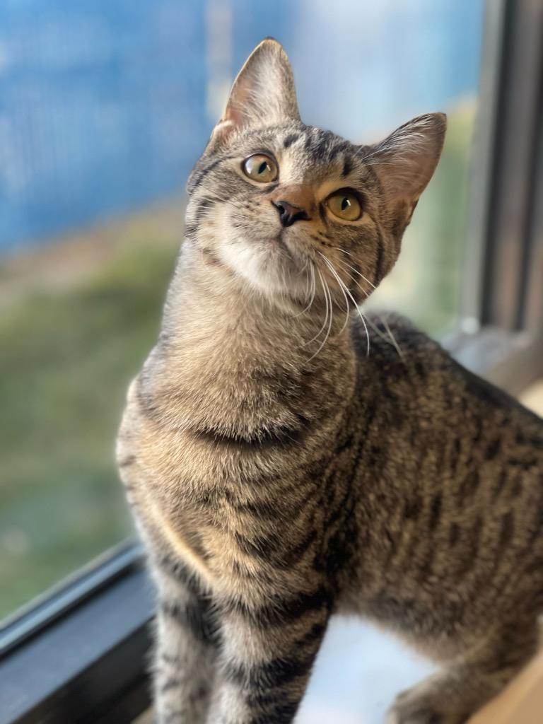 Dory, Adoptable, Kitten Female Domestic Short Hair.