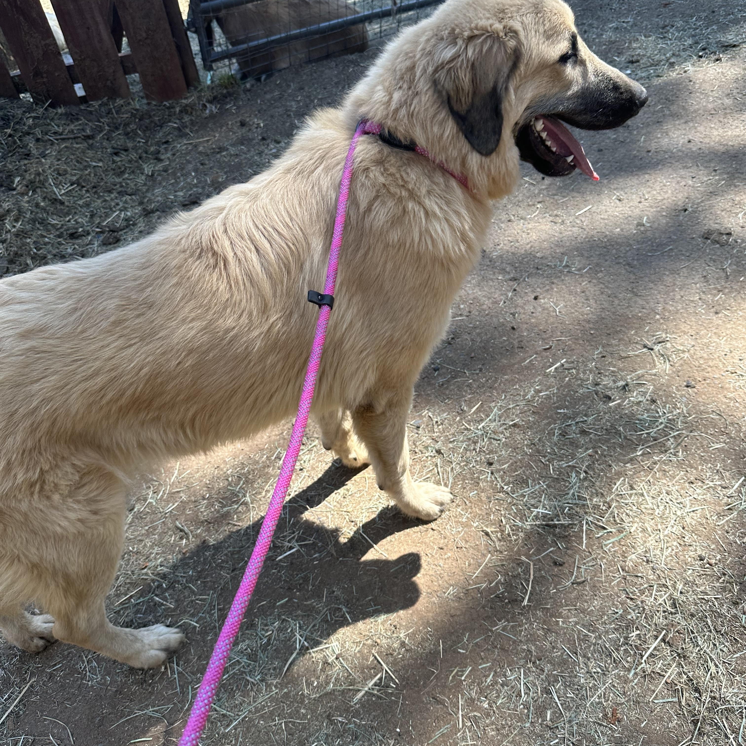 Hunter, an adoptable Sarplaninac in Oakland, CA, 94607 | Photo Image 6