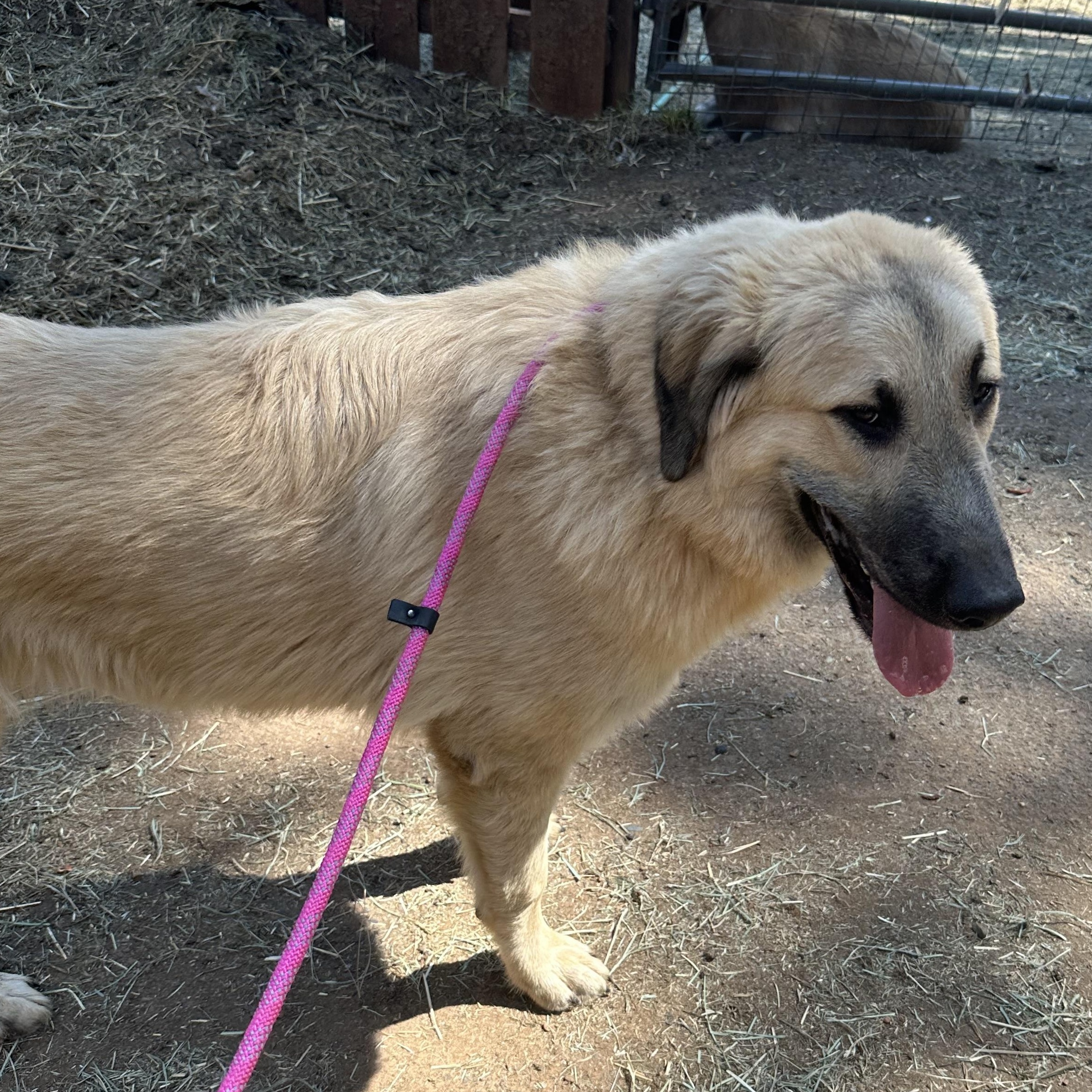 Hunter, an adoptable Sarplaninac in Oakland, CA, 94607 | Photo Image 4