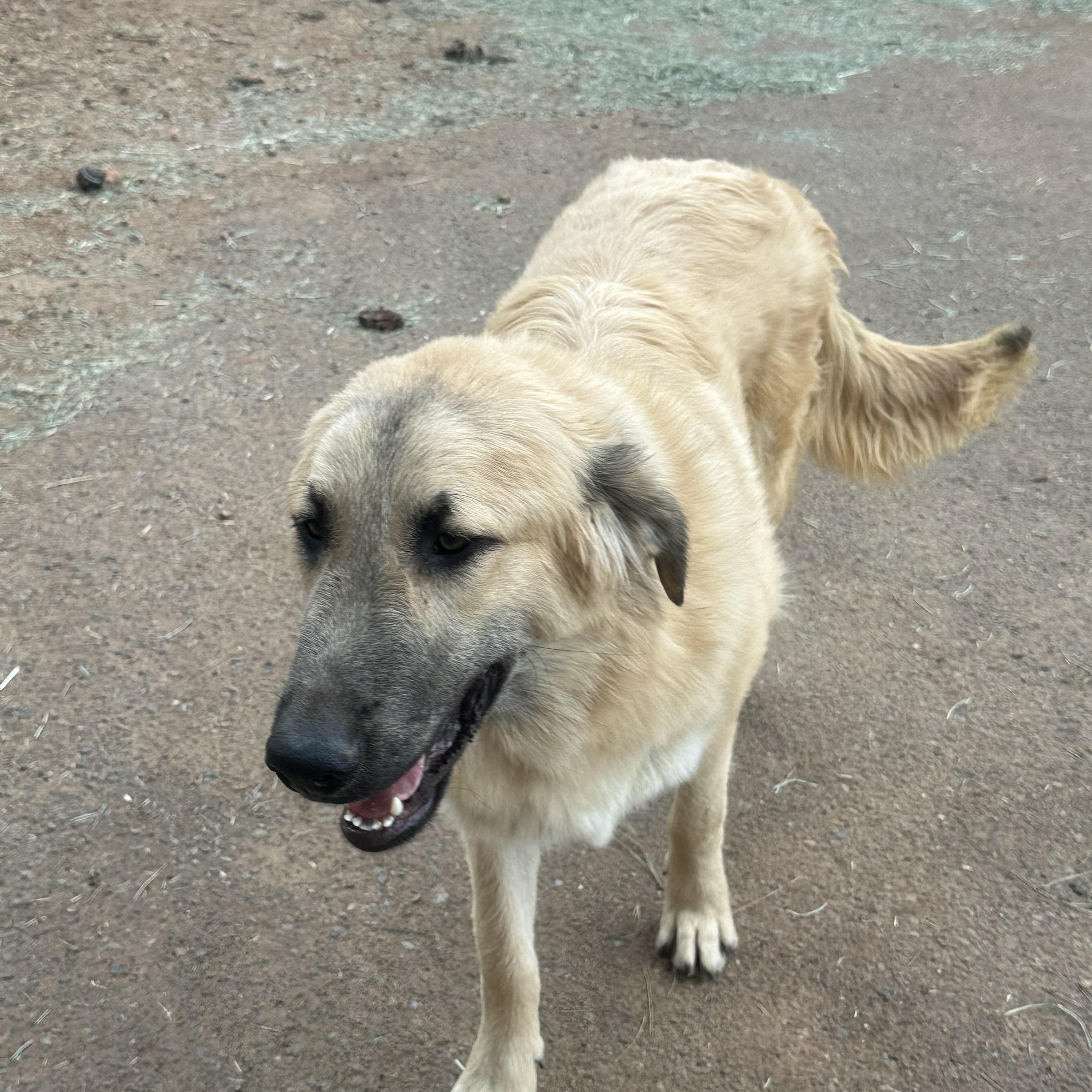 Hunter, an adoptable Sarplaninac in Oakland, CA, 94607 | Photo Image 2