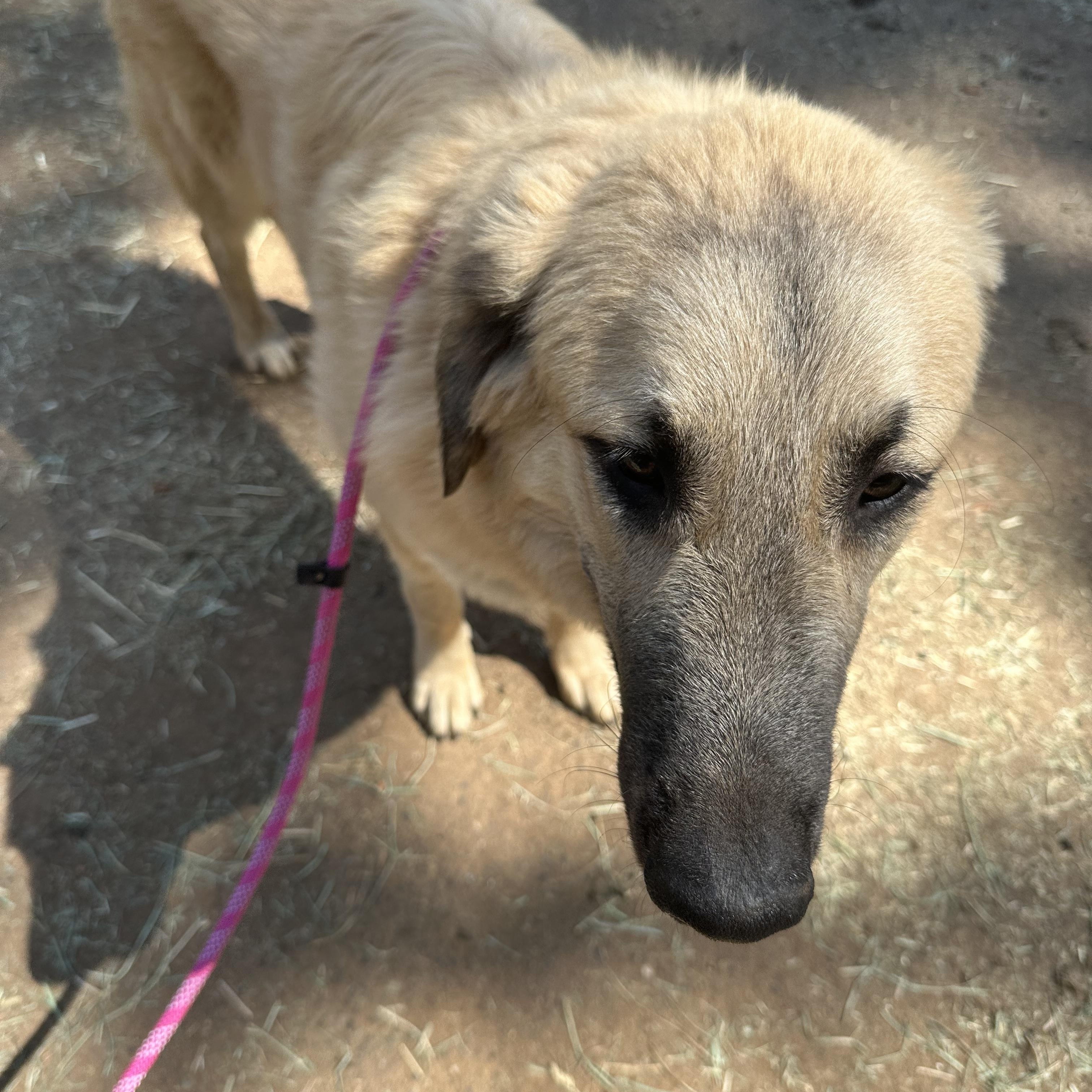 Hunter, an adoptable Sarplaninac in Oakland, CA, 94607 | Photo Image 3