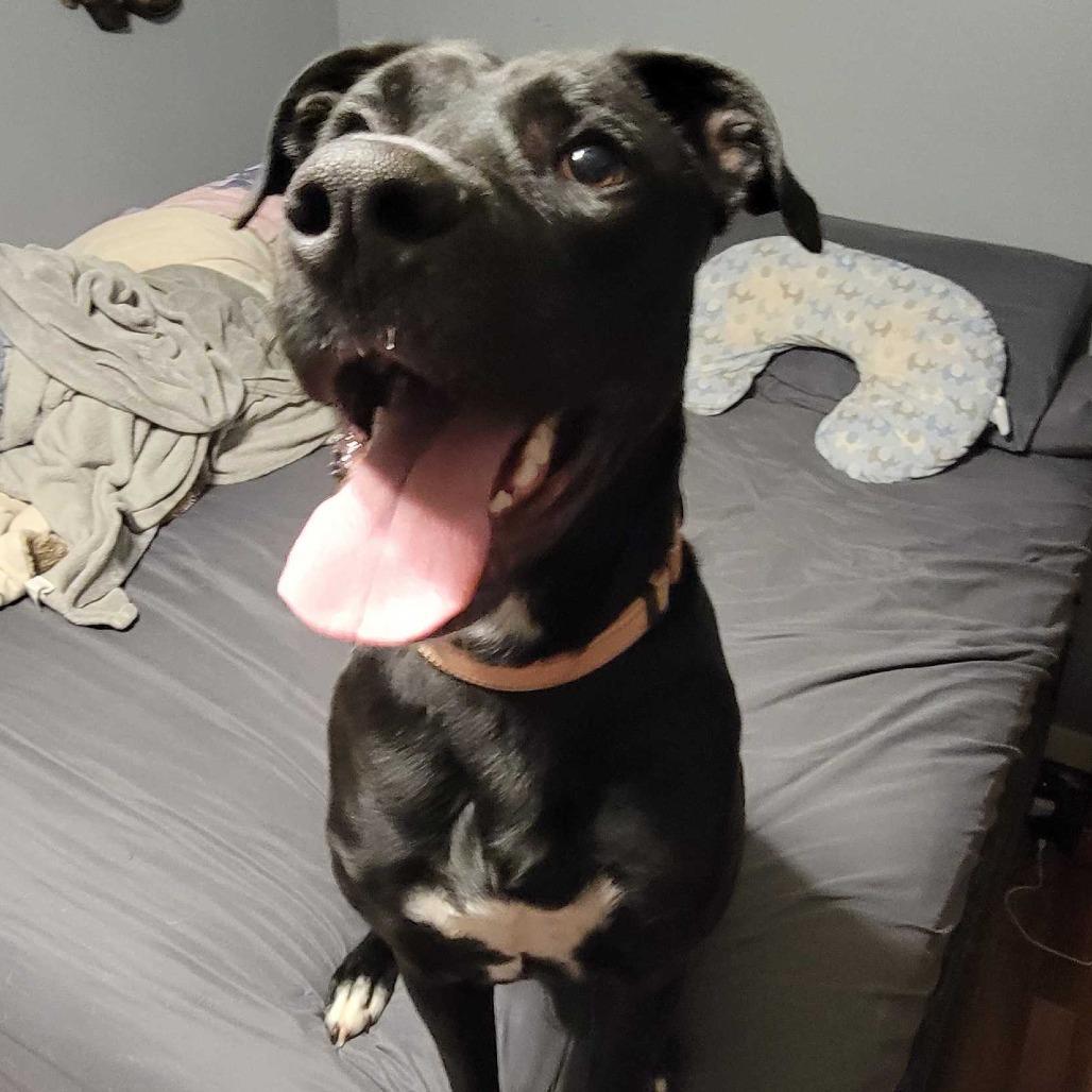 Red DIKO 1, Adoptable, Adult Male Black Labrador Retriever & Mixed Breed.