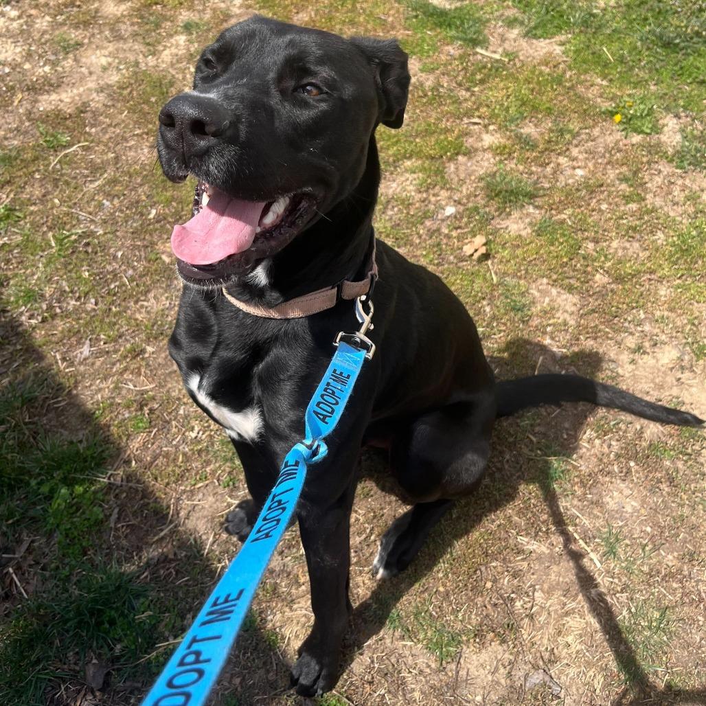 Enlarge Red DIKO 1, a Adoptable mixed breed in Union, MO image 2/6