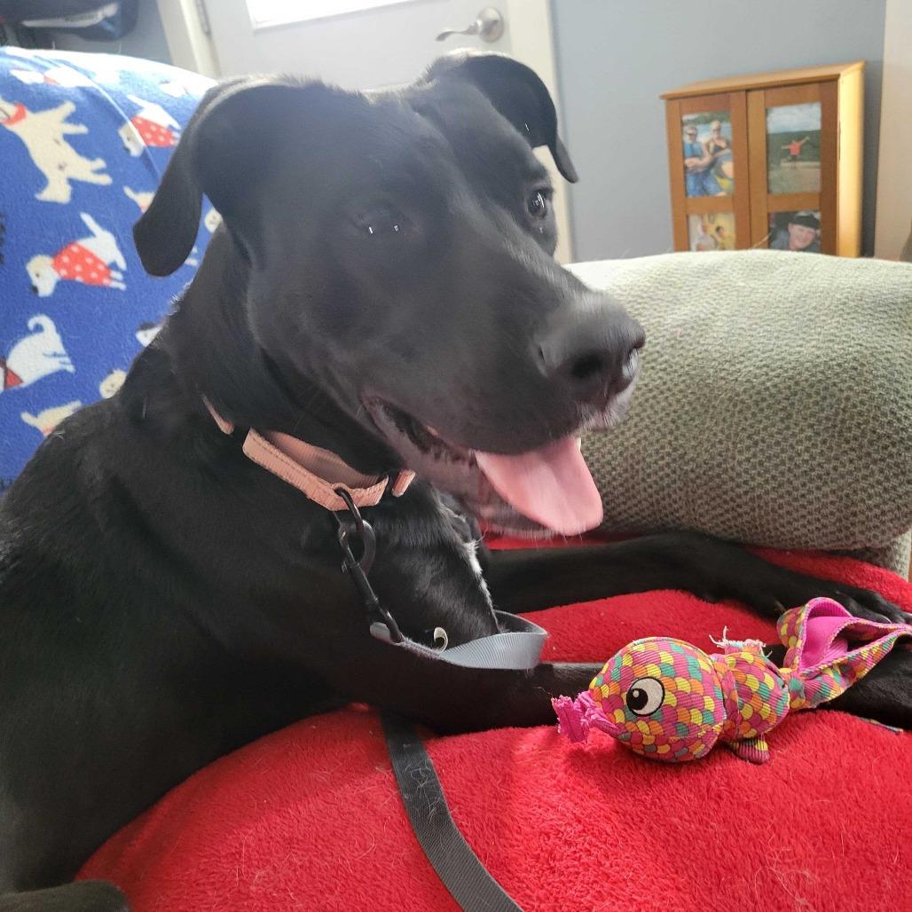 Enlarge Red DIKO 1, a Adoptable mixed breed in Union, MO image 3/6