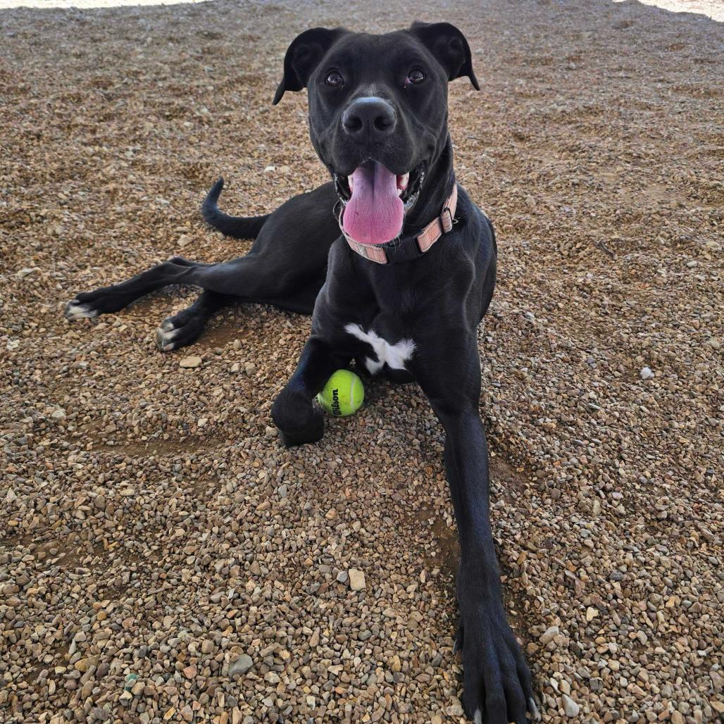 Enlarge Red DIKO 1, a Adoptable mixed breed in Union, MO image 4/6