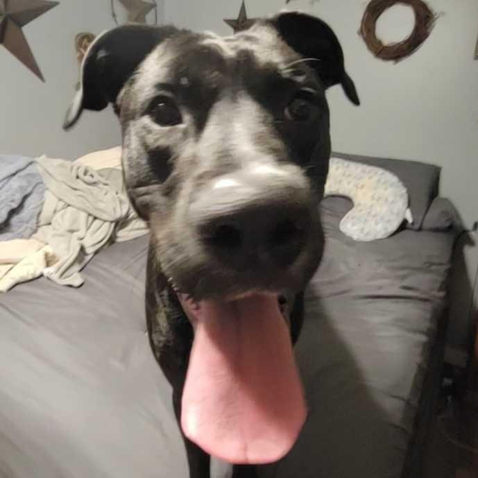 Enlarge Red DIKO 1, a Adoptable mixed breed in Union, MO image 5/6