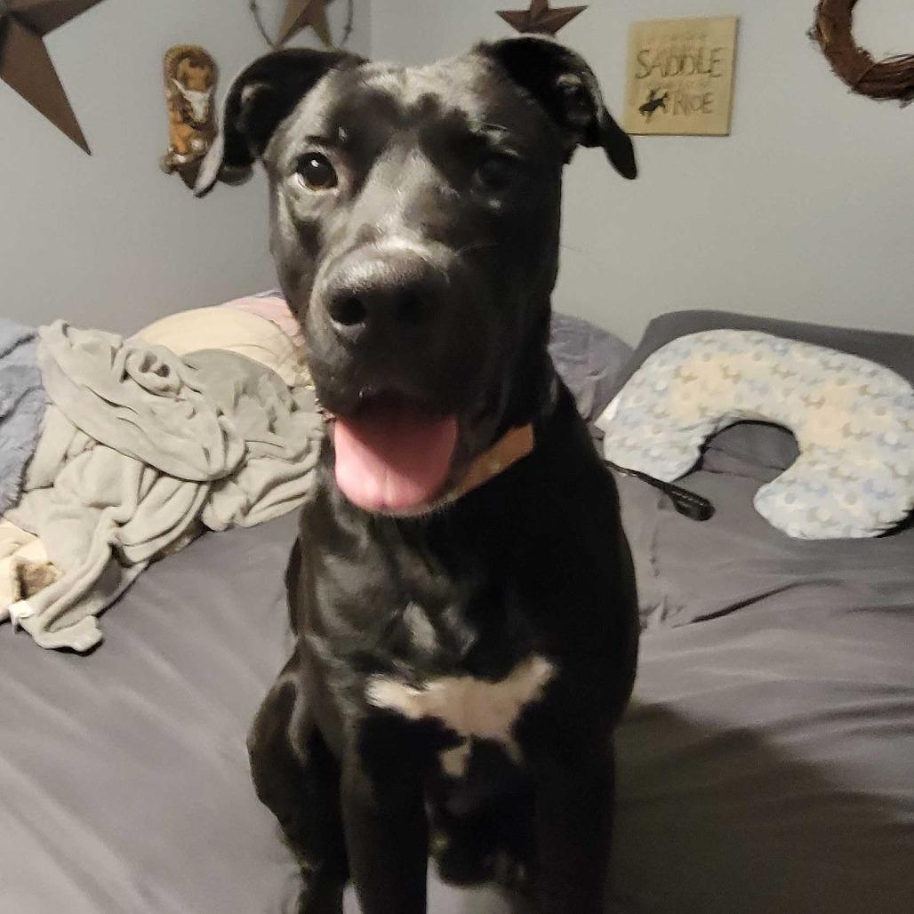 Enlarge Red DIKO 1, a Adoptable mixed breed in Union, MO image 6/6