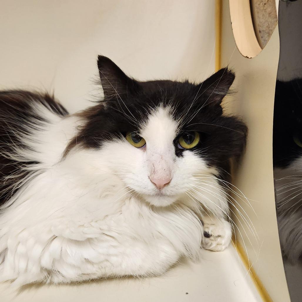 Enlarge Harry Styles, a Adoptable Domestic Long Hair in Delaware, OH image 1/3