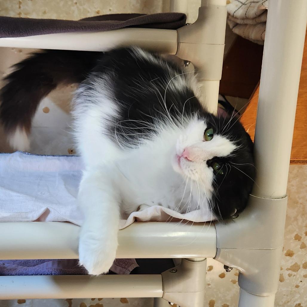 Enlarge Harry Styles, a Adoptable Domestic Long Hair in Delaware, OH image 2/6