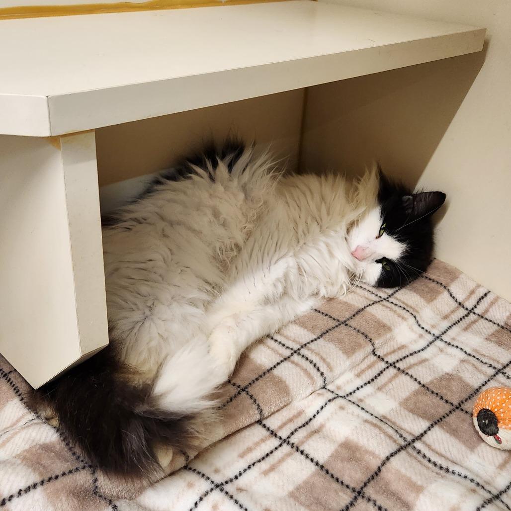 Enlarge Harry Styles, a Adoptable Domestic Long Hair in Delaware, OH image 2/3