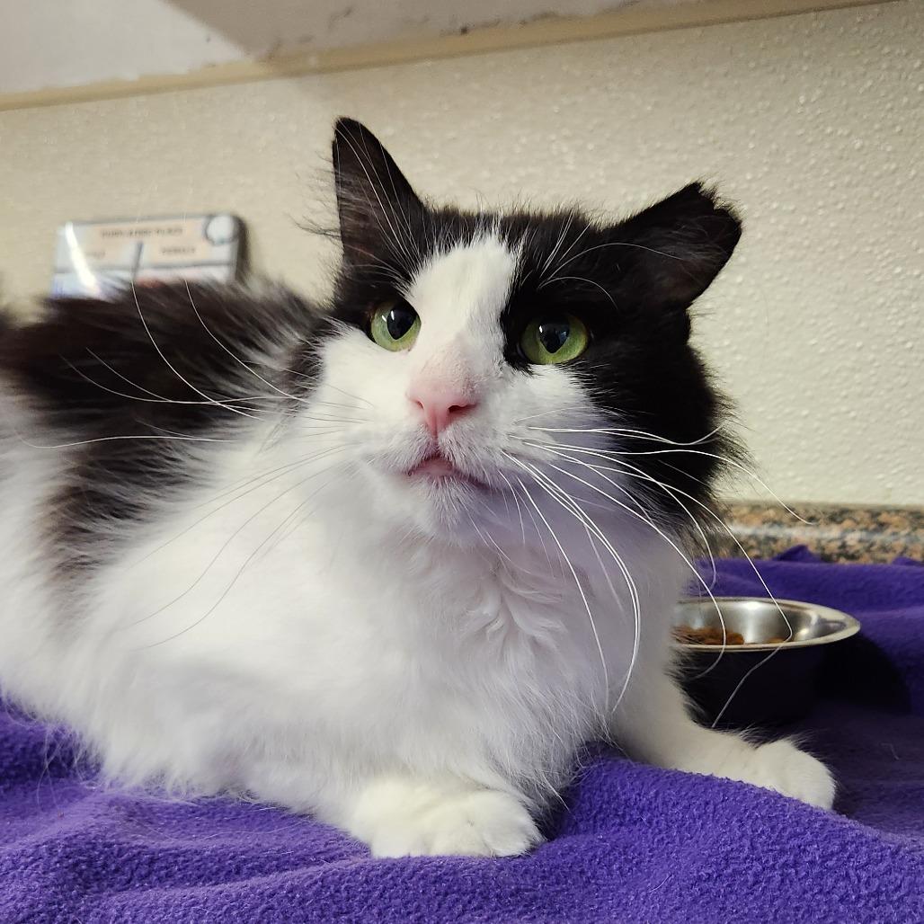 Harry Styles, a Adoptable Domestic Long Hair in Delaware, OH image 3/4