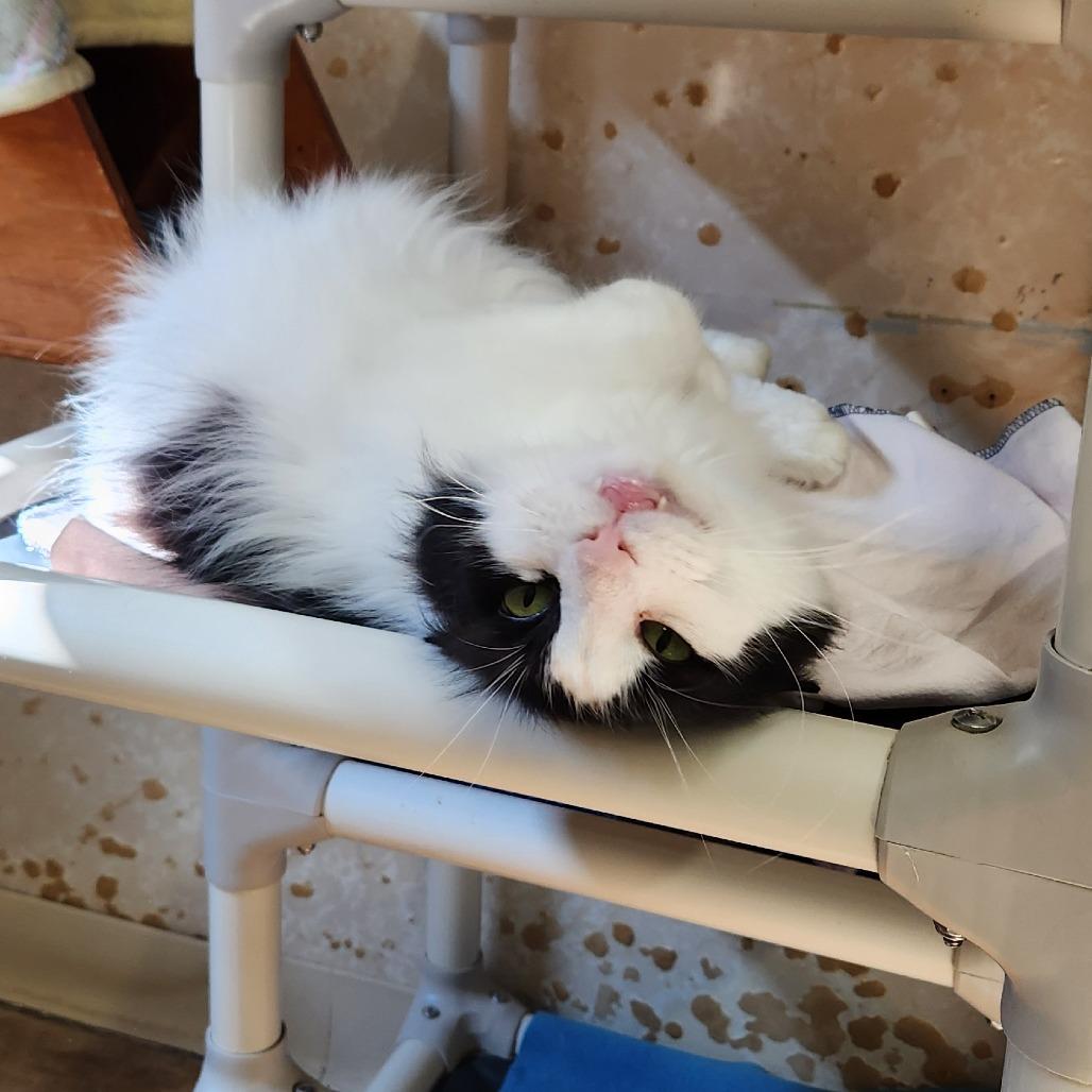 Enlarge Harry Styles, a Adoptable Domestic Long Hair in Delaware, OH image 5/6
