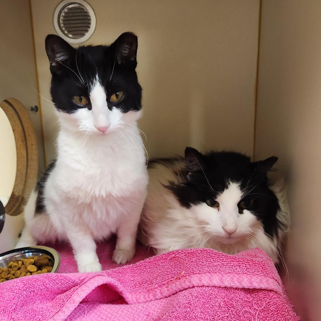Enlarge Harry Styles, a Adoptable Domestic Long Hair in Delaware, OH image 3/3