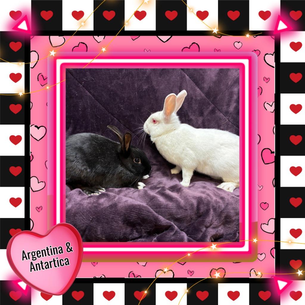 Enlarge Antartica, a Adoptable Bunny Rabbit in Elizabethtown, KY image 1/3