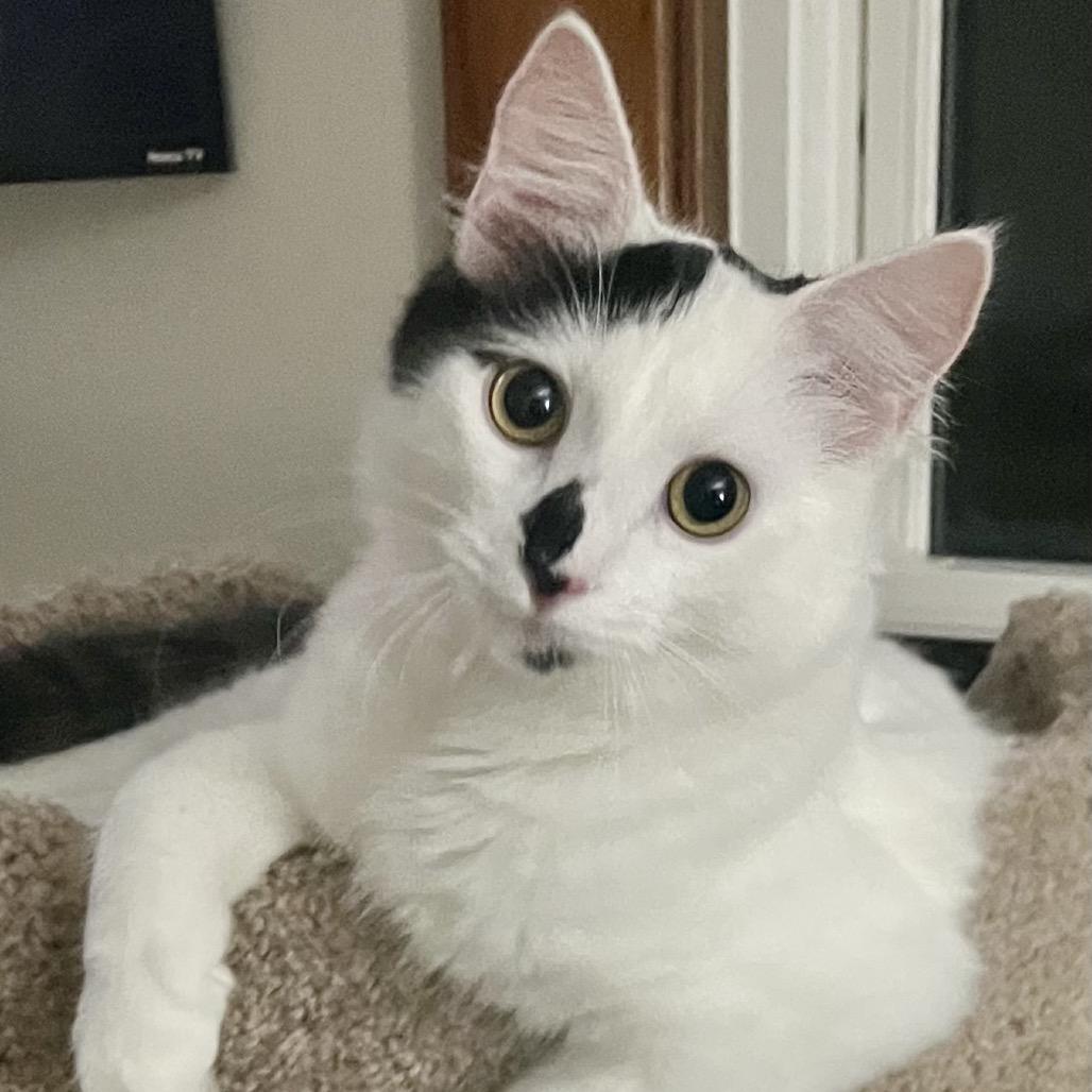 Enlarge Calliope 55204, a Adoptable Domestic Medium Hair in Eaton Rapids, MI image 1/5