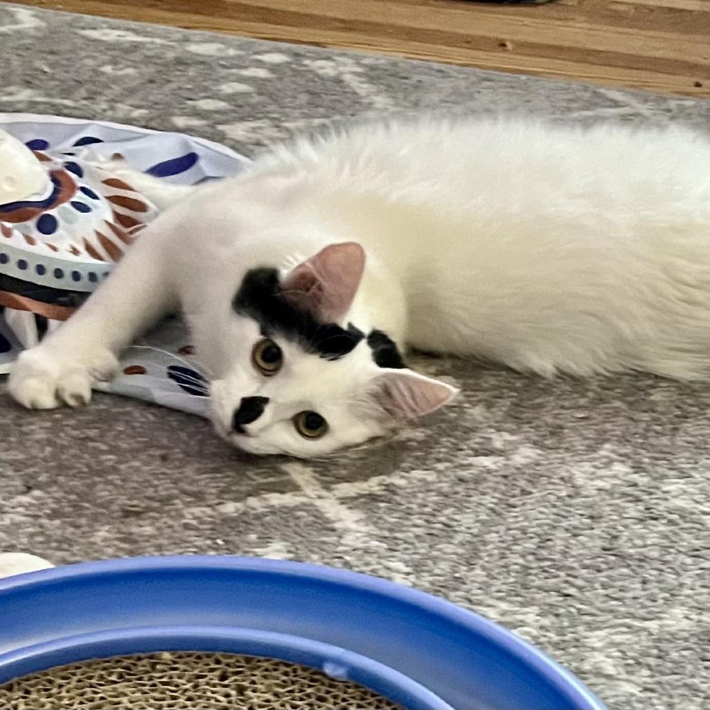 Enlarge Calliope 55204, a Adoptable Domestic Medium Hair in Eaton Rapids, MI image 2/5