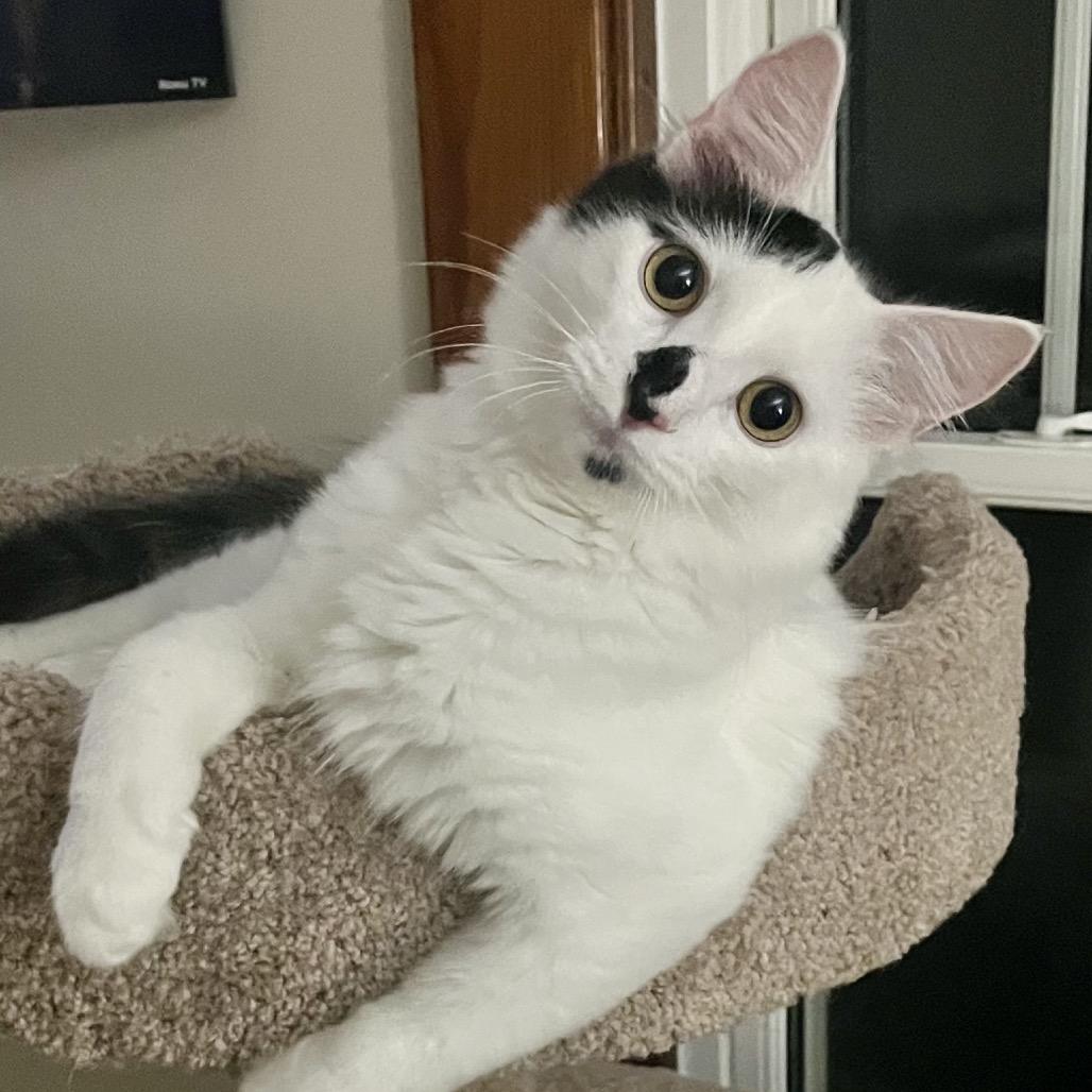 Enlarge Calliope 55204, a Adoptable Domestic Medium Hair in Eaton Rapids, MI image 3/5