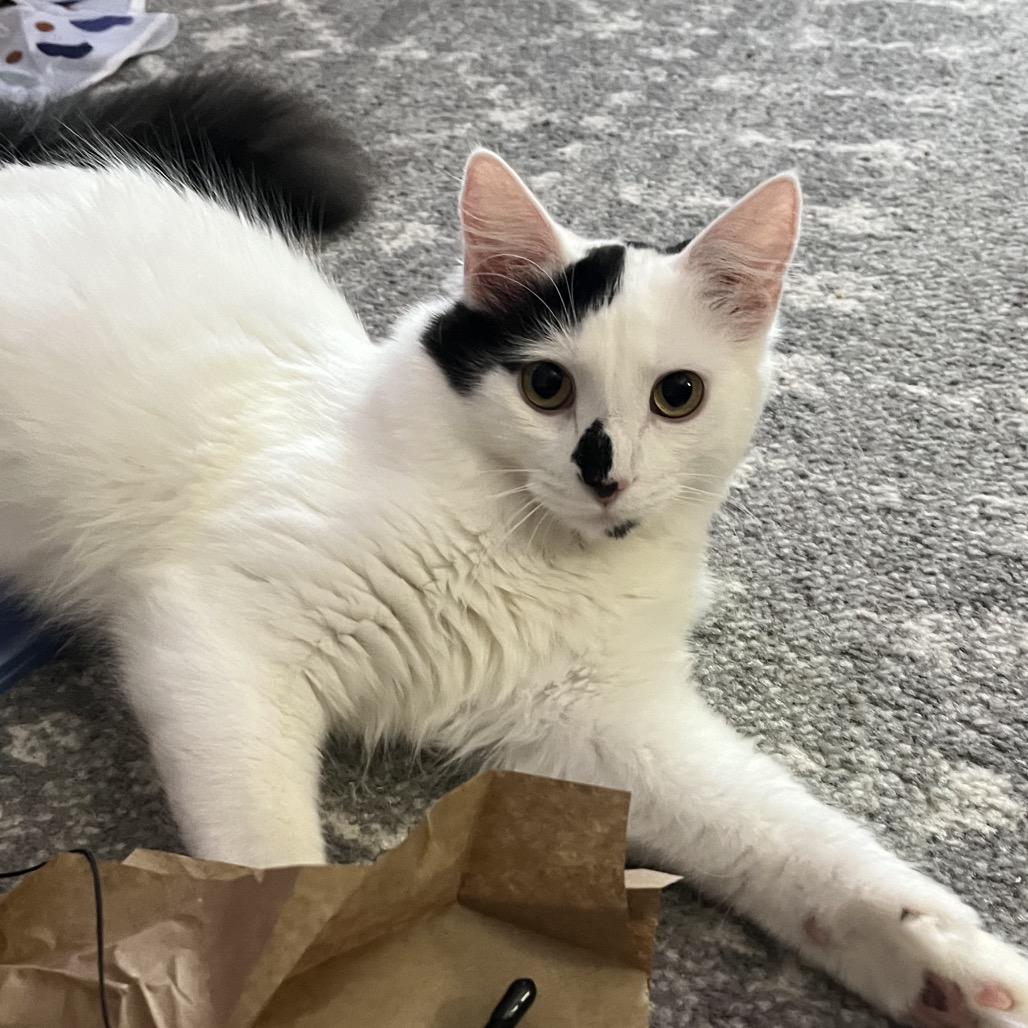 Enlarge Calliope 55204, a Adoptable Domestic Medium Hair in Eaton Rapids, MI image 4/5