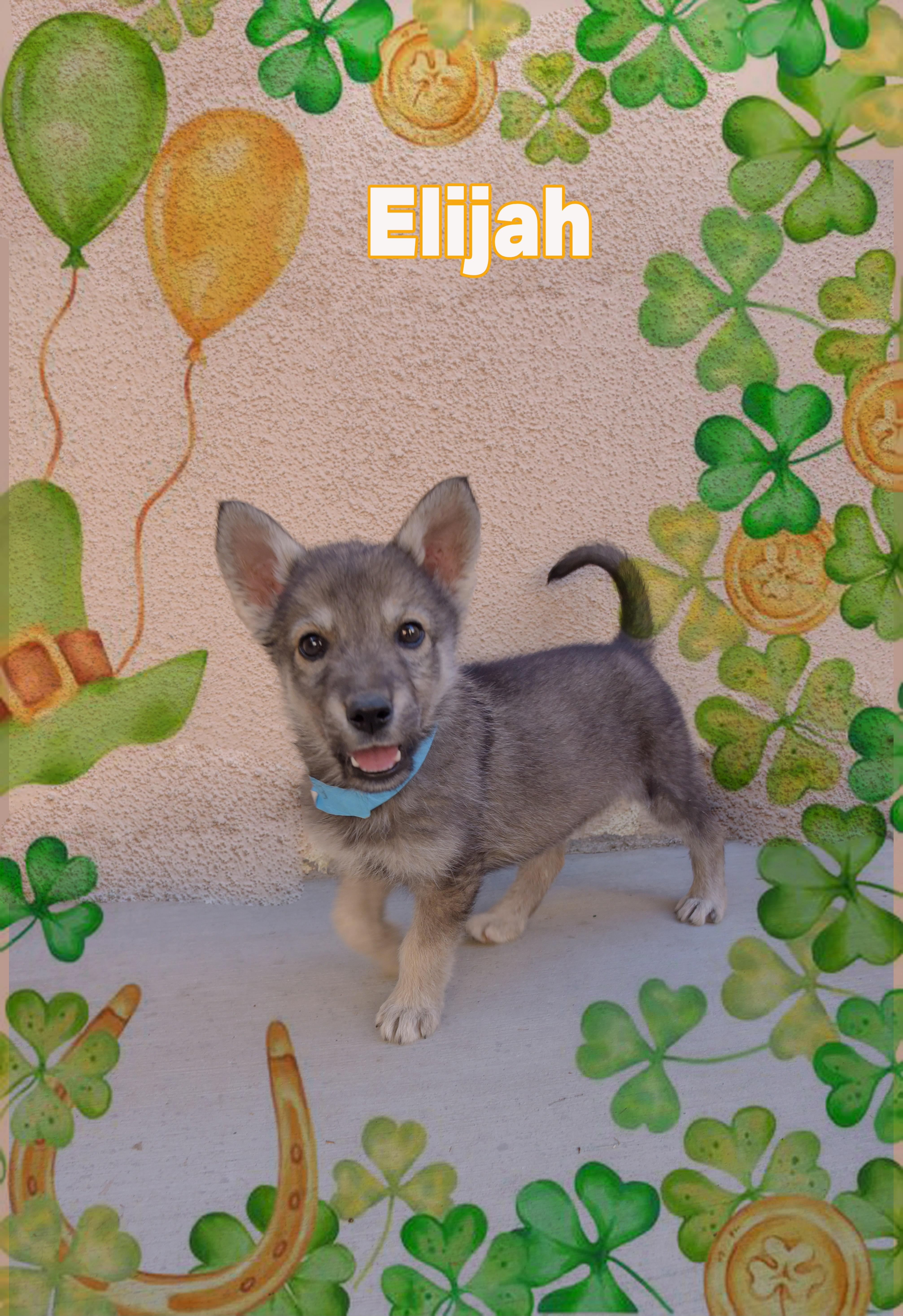 Enlarge Elijah, a ADOPTABLE mixed breed in Van Nuys, CA image 1/1