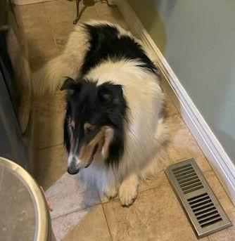 Scarlett, a Adoptable Collie in Pueblo West, CO image 1/3