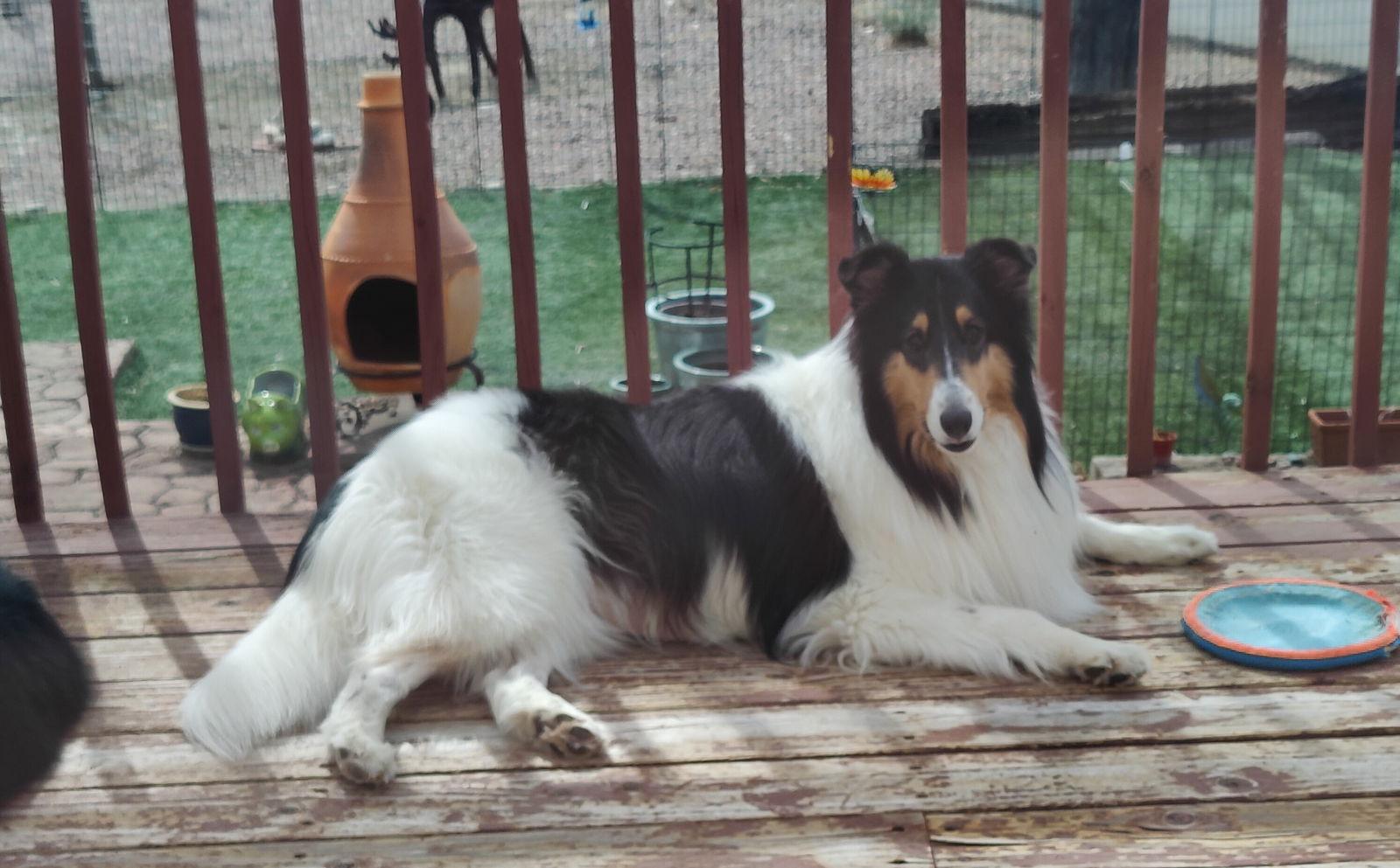 Scarlett, a Adoptable Collie in Pueblo West, CO image 3/3