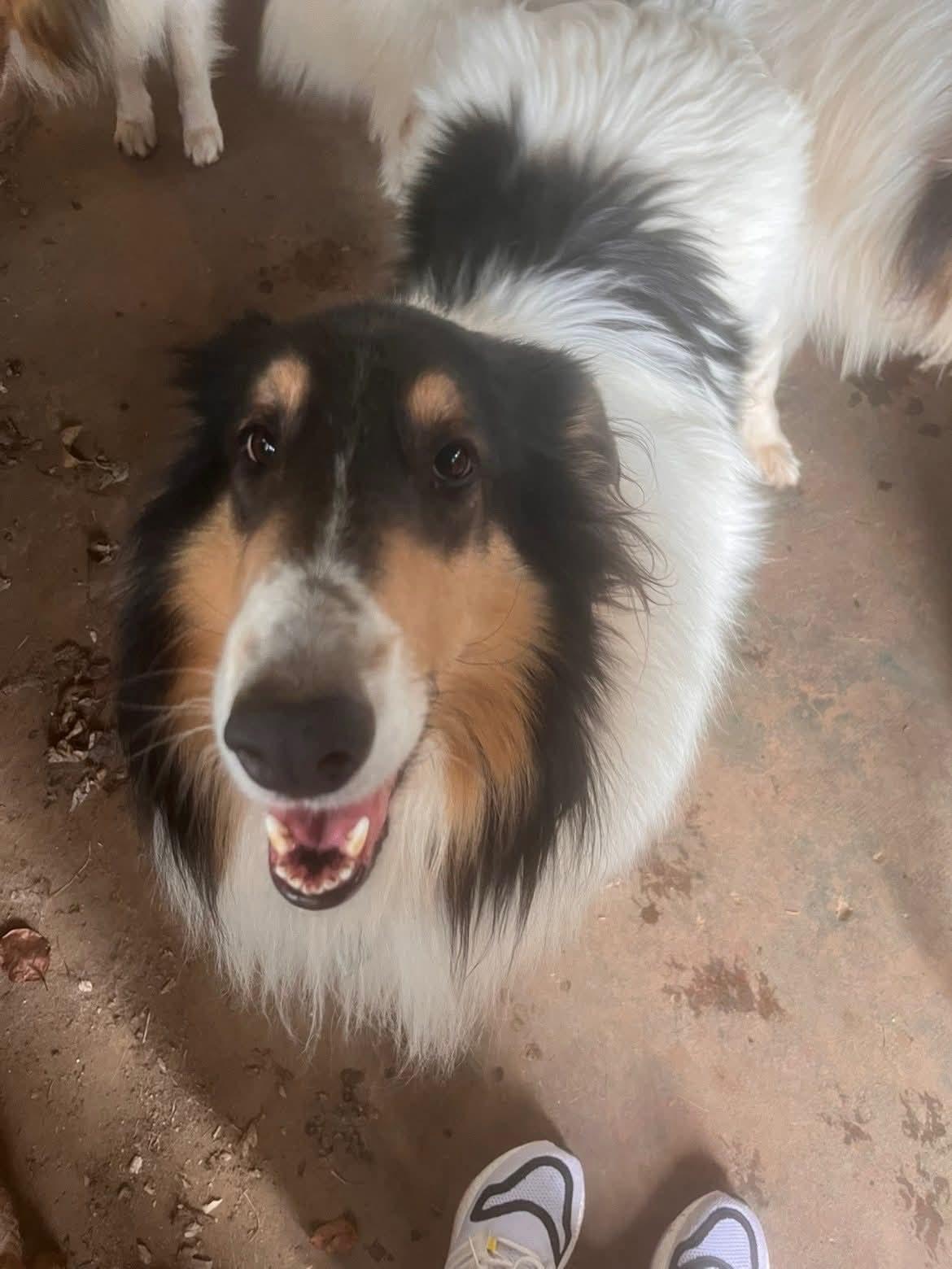 Enlarge Scarlett, a Adopted Collie in Pueblo West, CO image 3/3