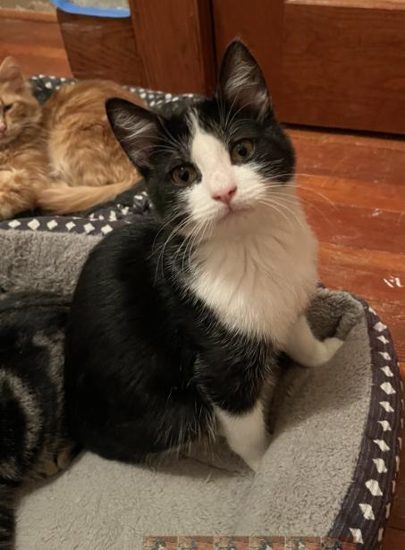 Enlarge Drake, a other Domestic Short Hair in Manhattan , KS image 3/4