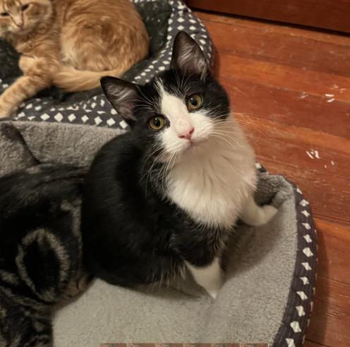 Enlarge Drake, a other Domestic Short Hair in Manhattan , KS image 1/4