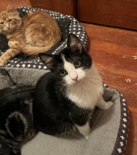 Enlarge Drake, a other Domestic Short Hair in Manhattan , KS image 2/4