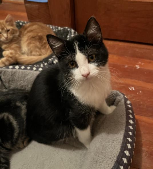 Enlarge Drake, a other Domestic Short Hair in Manhattan , KS image 4/4