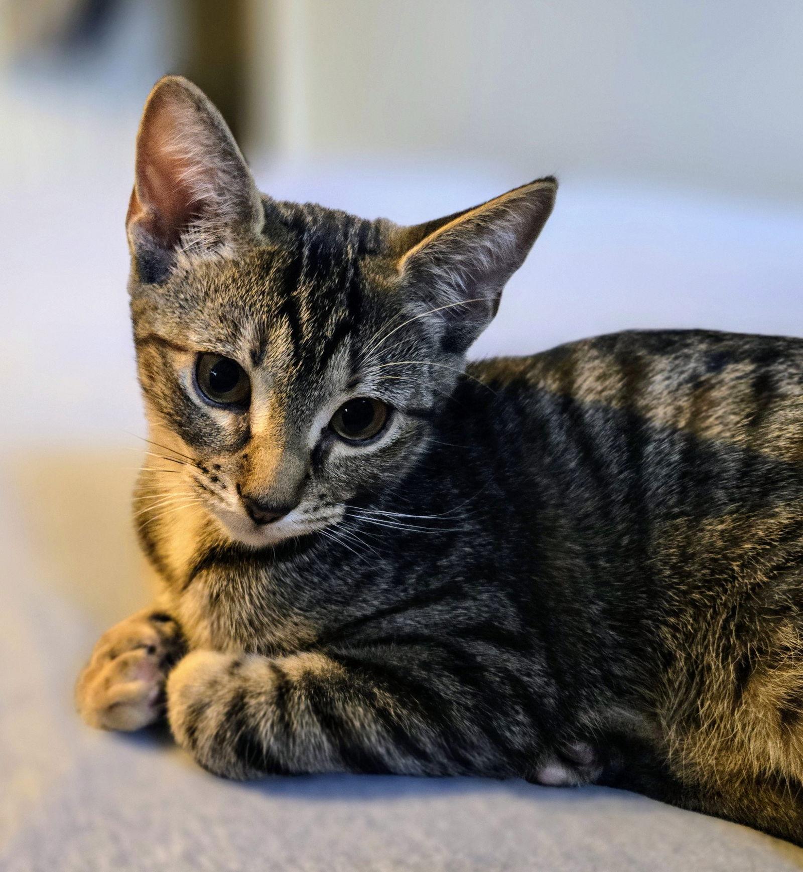 Navani, Adopted, Young Female Domestic Short Hair & Tabby.