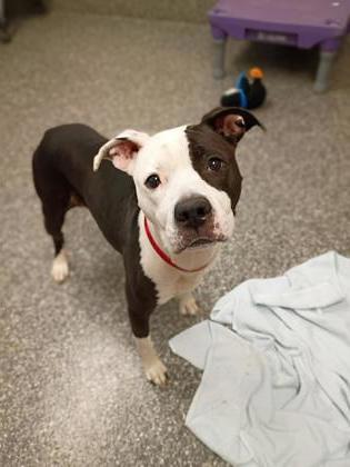 Thea, Adoptable, Adult Female Pit Bull Terrier & Mixed Breed.