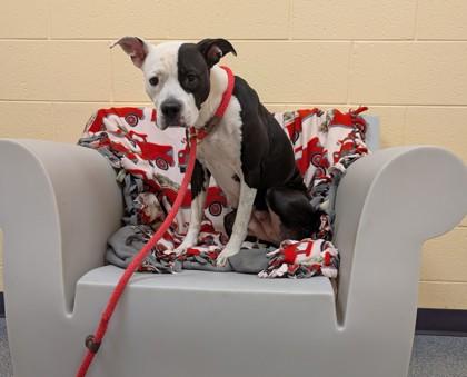 Enlarge Thea, a Adoptable mixed breed in Westland, MI image 2/3