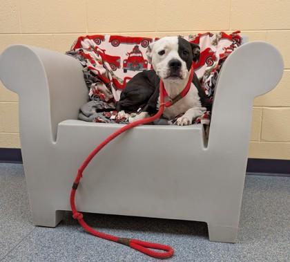 Enlarge Thea, a Adoptable mixed breed in Westland, MI image 3/3