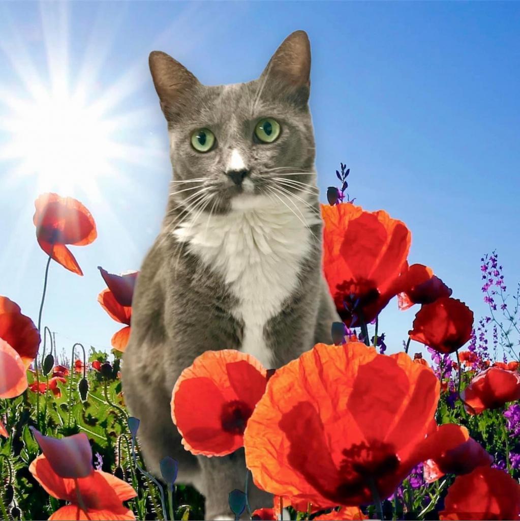 Kanga, Adoptable, Adult Female Domestic Short Hair.