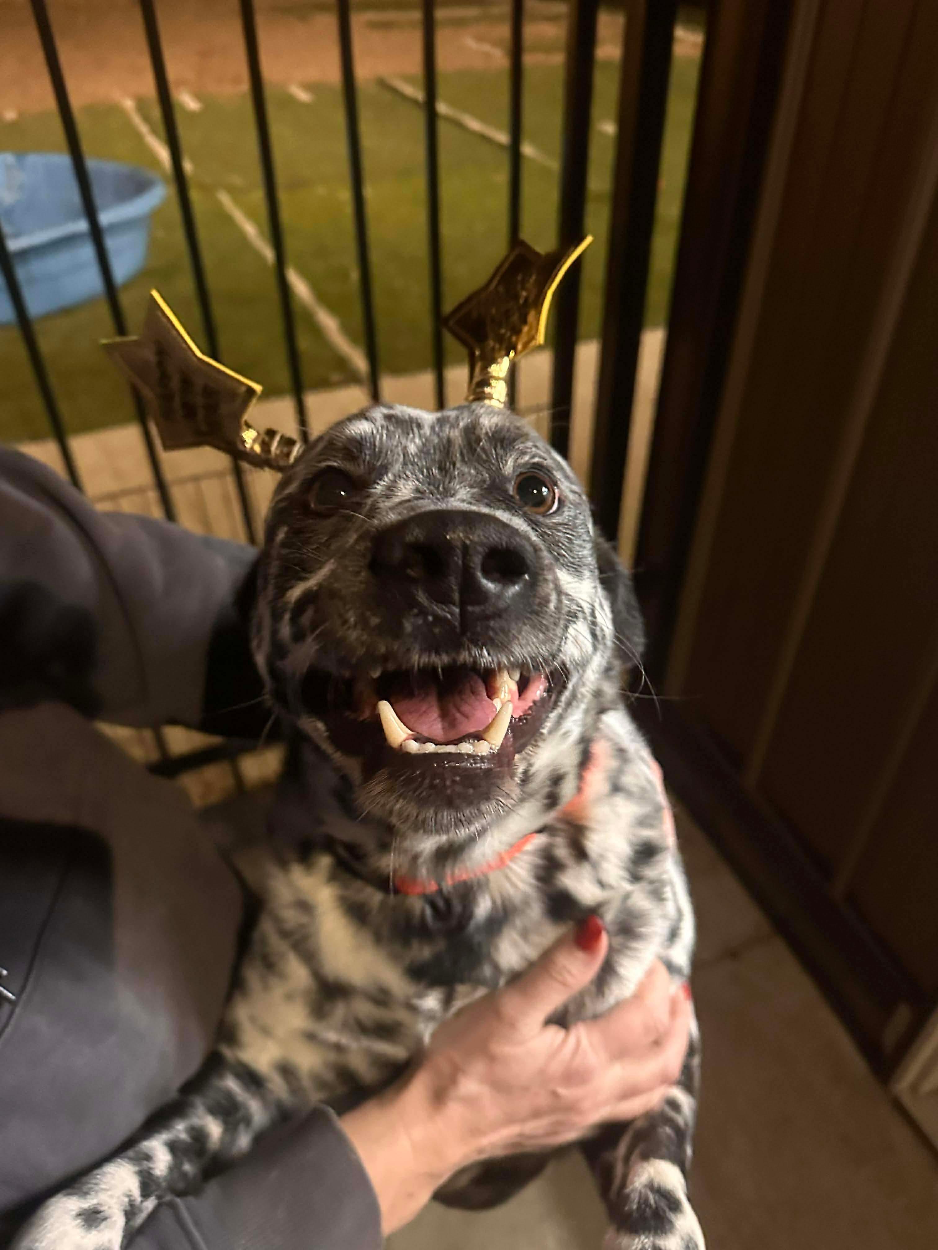 Enlarge Andy, an adopted mixed breed in Seward, NE image 4/4