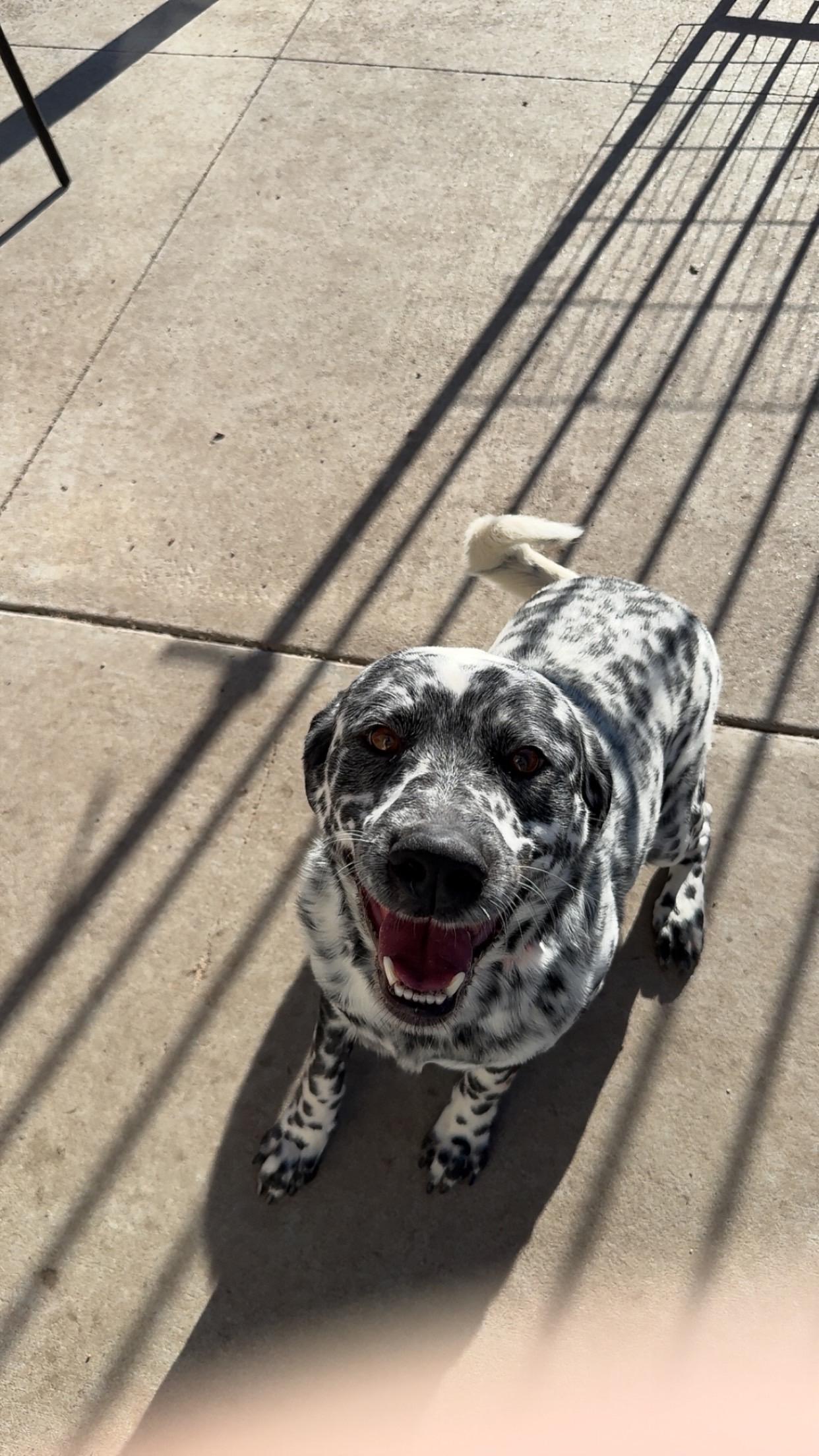 Enlarge Andy, an adopted mixed breed in Seward, NE image 1/4