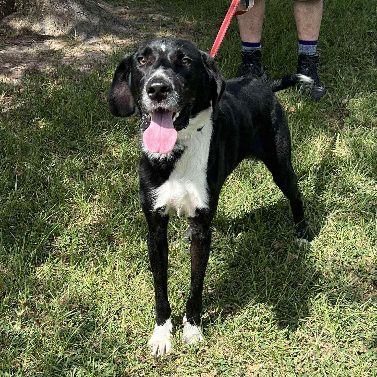 Willie, a Adoptable mixed breed in Cedar Rapids, IA image 2/6