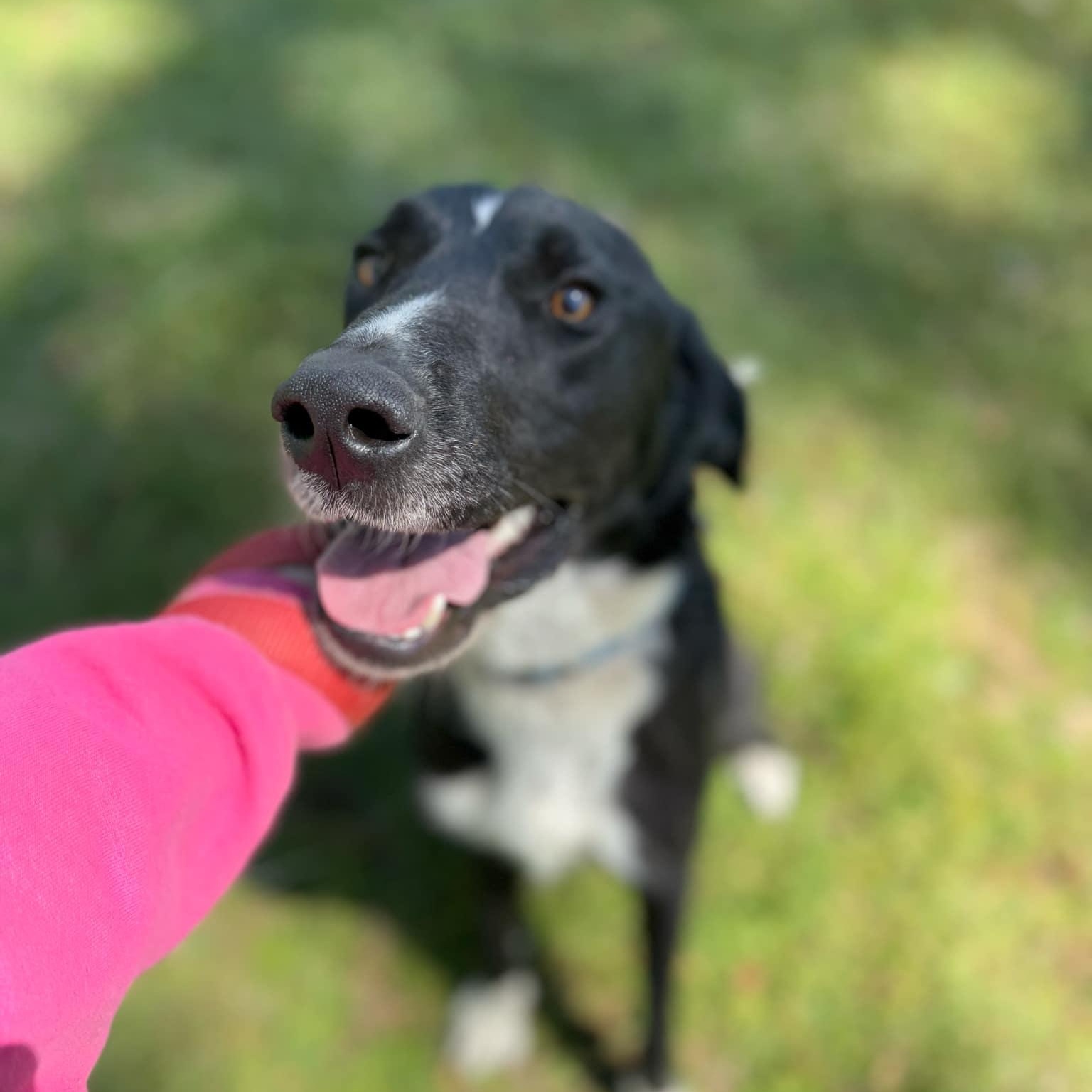 Willie, a Adoptable mixed breed in Cedar Rapids, IA image 1/6